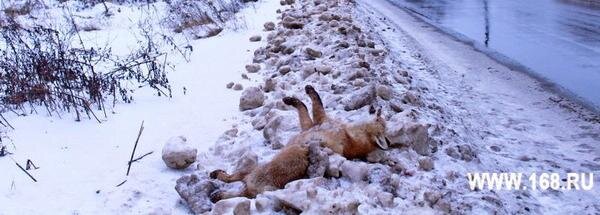     В Заволжском районе локализуют очаг бешенства