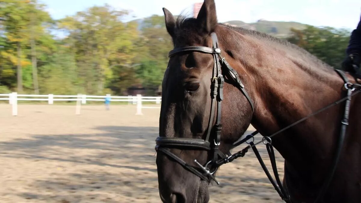     Ярославская спортсменка, недовольная поведением своего коня, избила его прямо на соревнованиях. Хлестала кнутом, била руками по морде, голове и шее, едва не выбив жеребцу глаза.