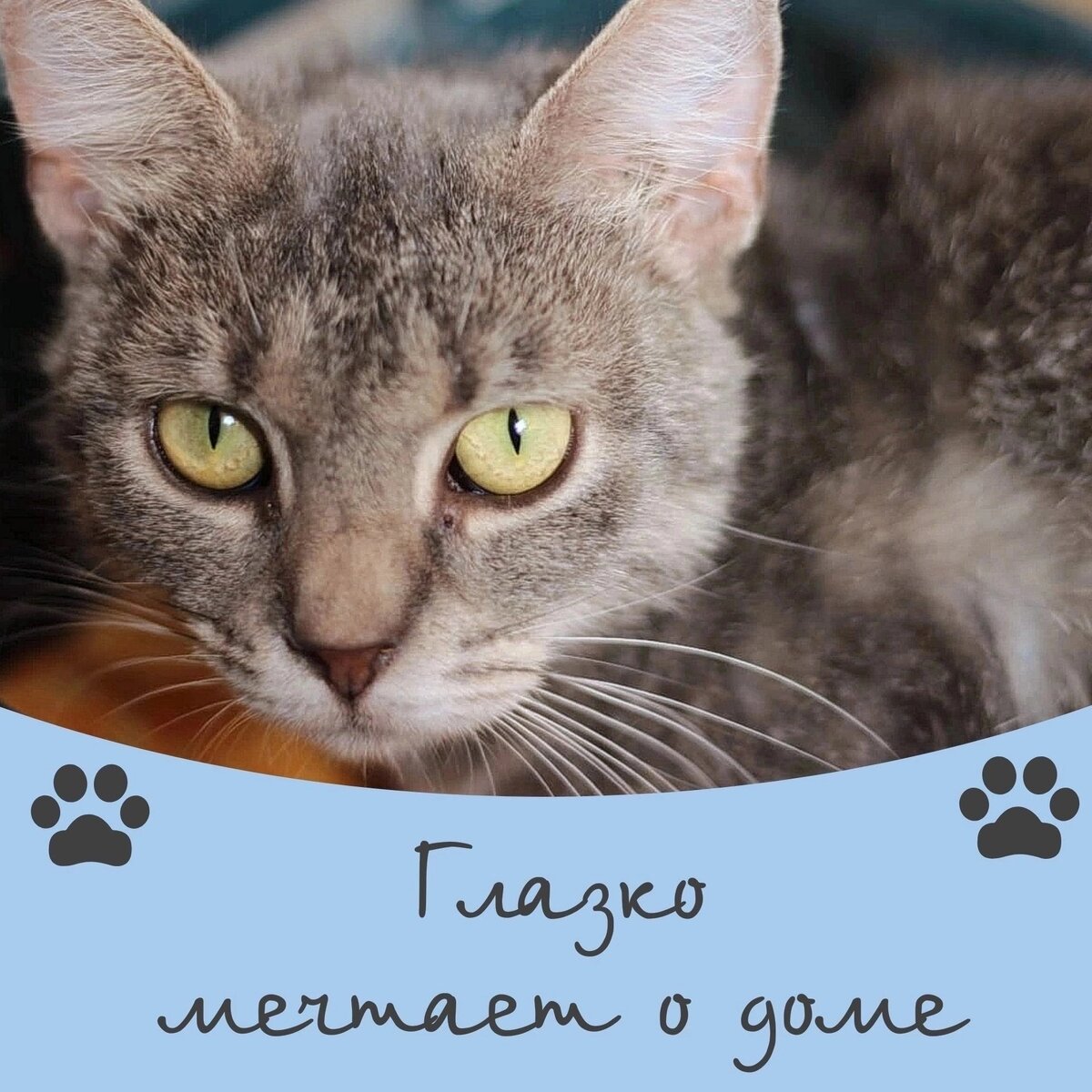 Кот Глазко ищет дом 🐾💕 | Приют для кошек 