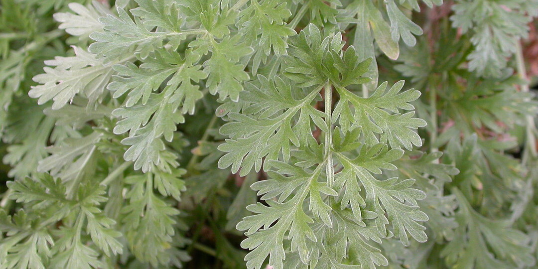 Сорняк или ценное растение? Говорим о полыни