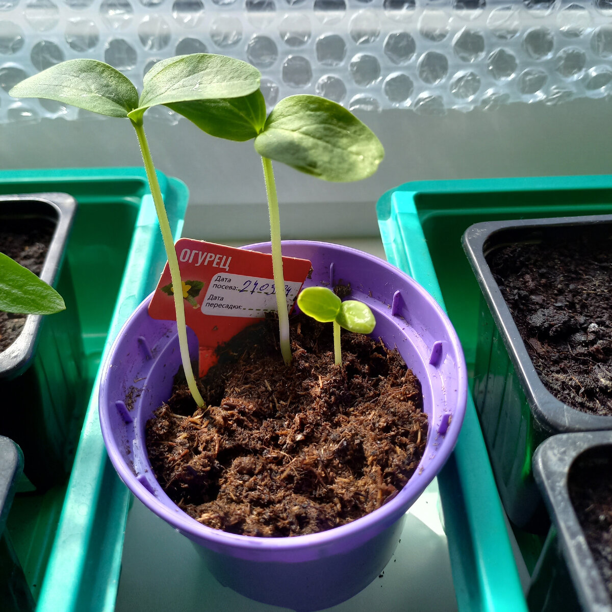 Третий тугодумка, а четвёртый нашла при пикировке, так и не пророс.