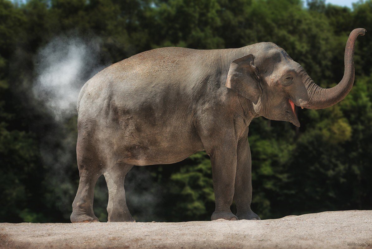Слоны не умеют прыгать... а так хотелось! | Биореактор | Дзен