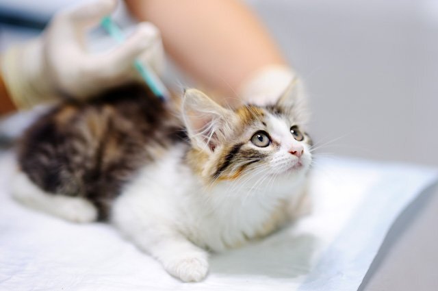    Можно ли делать прививку от клещевого энцефалита собаке или кошке?