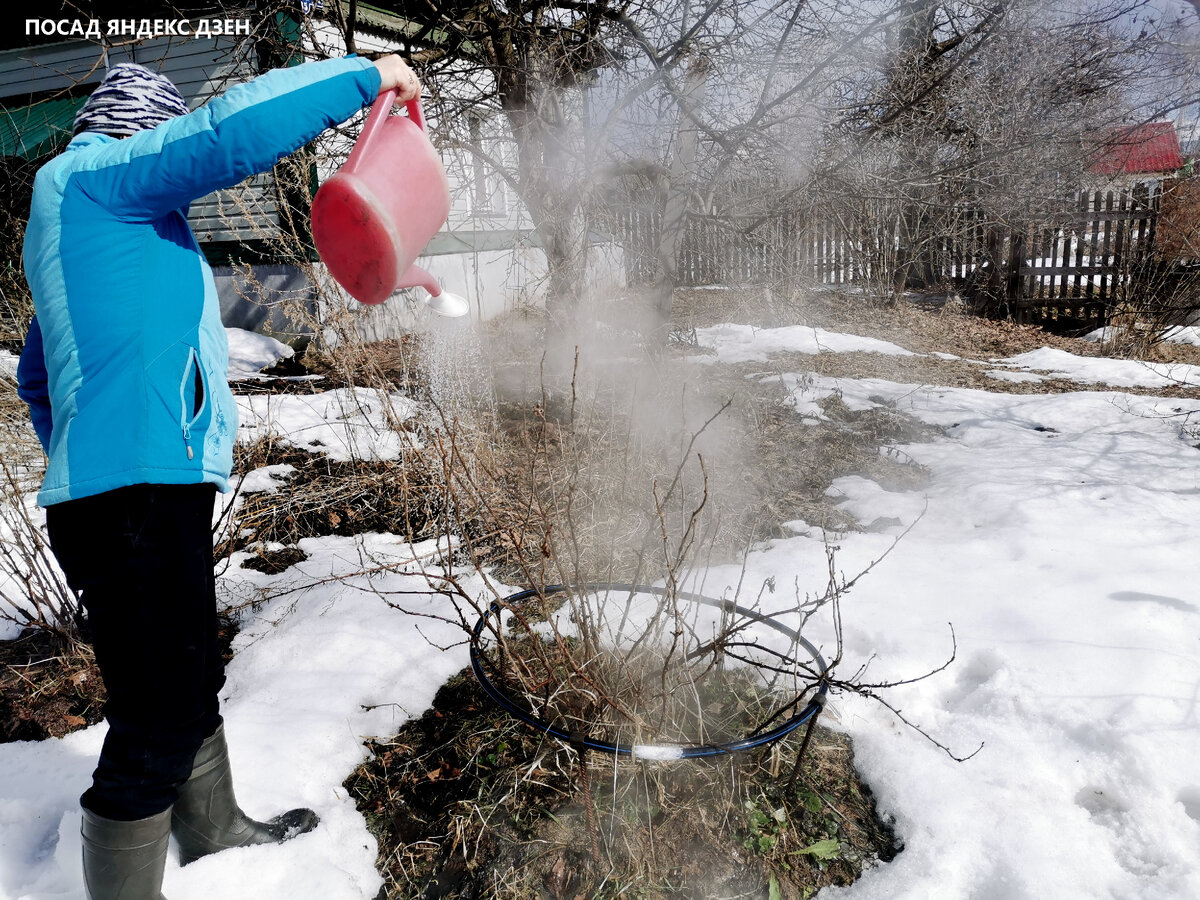 Ошпаривание делаю ещё по снегу, так как смородина просыпается рано.