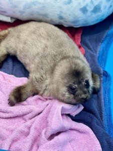   Фото: Фонд друзей балтийской нерпы