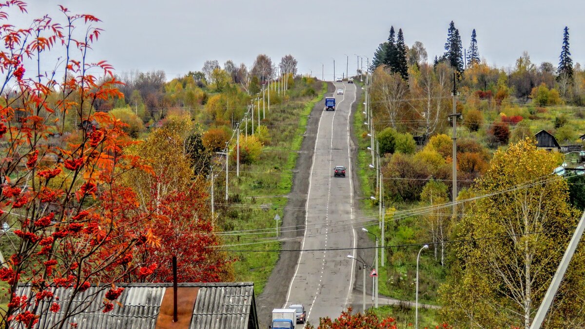 Сибирский кедр в Берёзовском признали памятником природы. Почему 