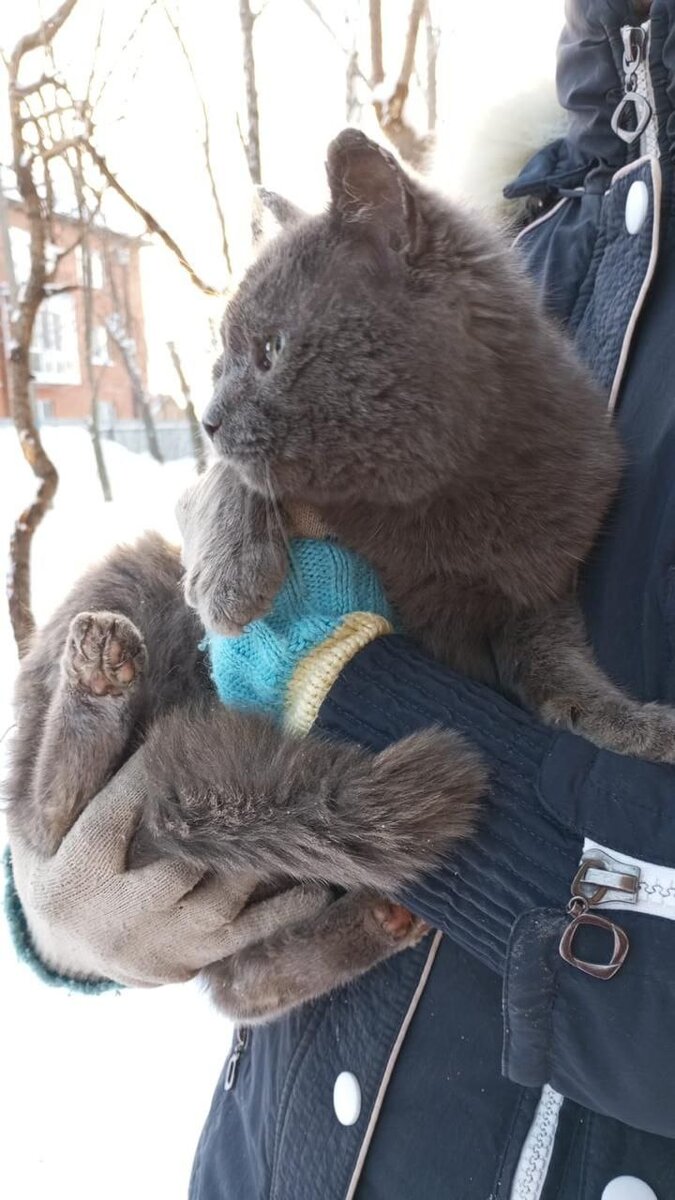 ❤️ Обрёл дом и ещё один наш котик с красивым именем Гринфилд, или как мы  его ласково называем Гриня.❤️ | Любовь с когтями | Дзен