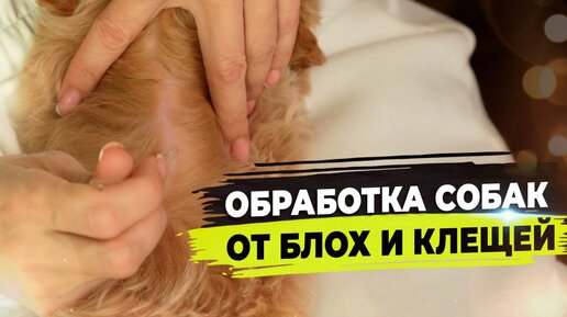 Обработка собак от блох и клещей. Пироплазмоз и его последствия.