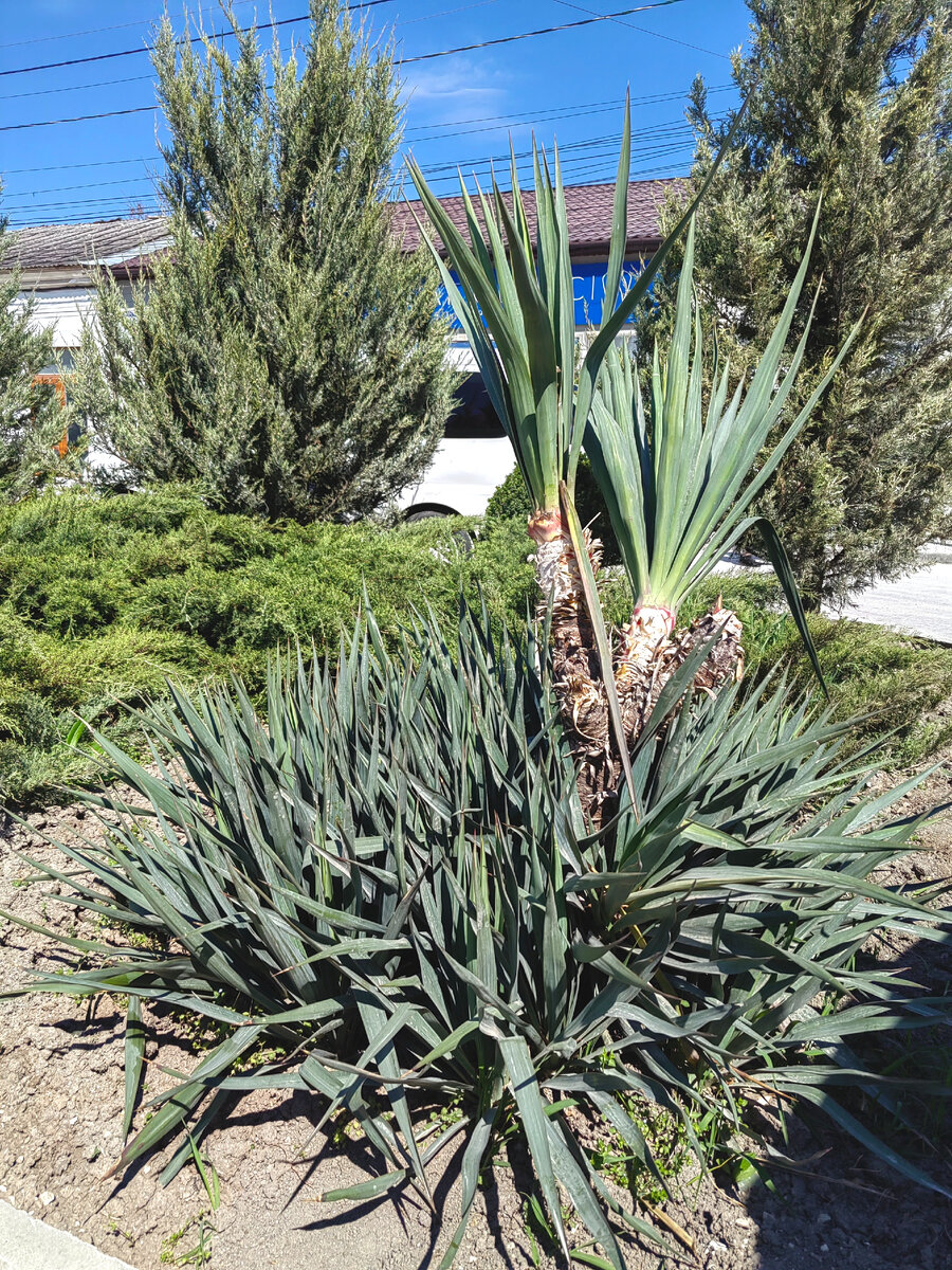 Нашли юкку на клумбе