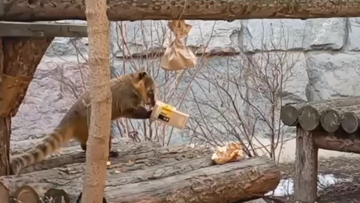    Фото: Telegram / Московский зоопарк