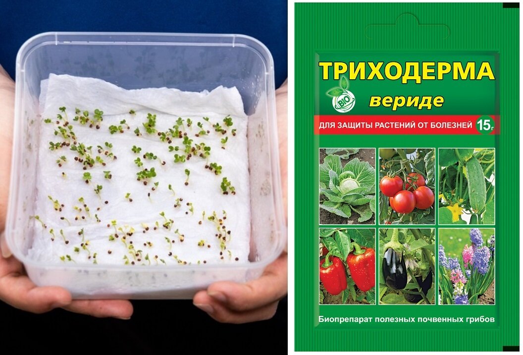 Триходерма осенью применение. Триходерма вериде. Триходерма вериде 15гр. Фото триходерма вериде. Триходерма вериде 30 г.