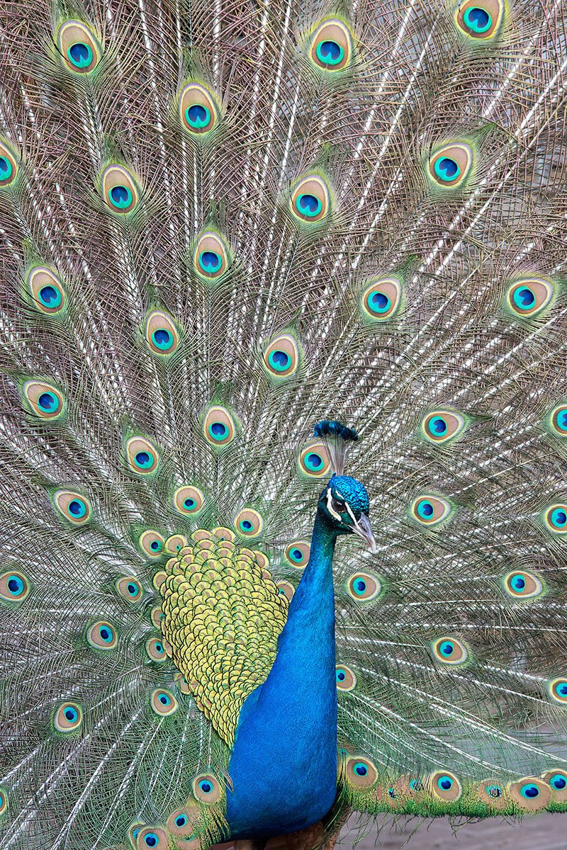 Одно из фото Александра Авалова – известного мастера портретов животных. 