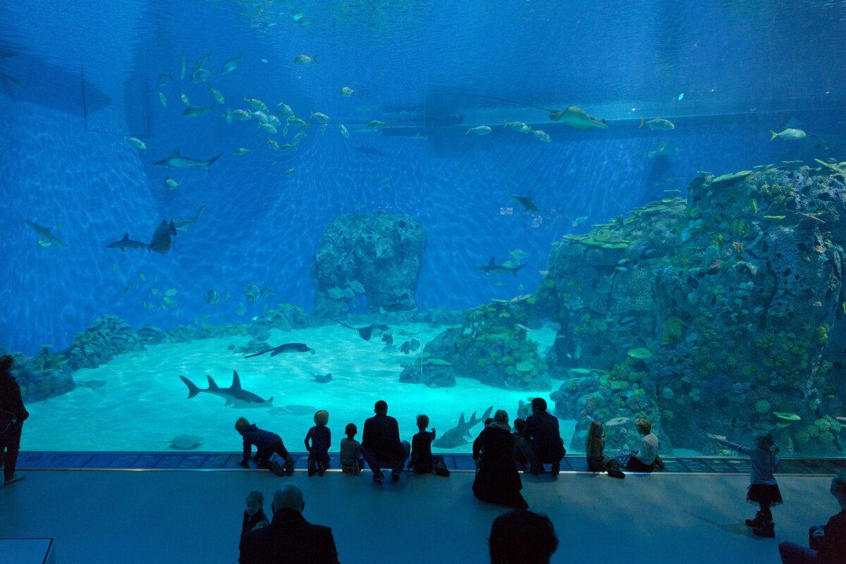 National aquarium. Океанариум Куала Лумпур. Океанариум «голубая Планета» в Дании,. Национальный аквариум Дании голубая Планета. Аквариум голубая Планета Копенгаген.