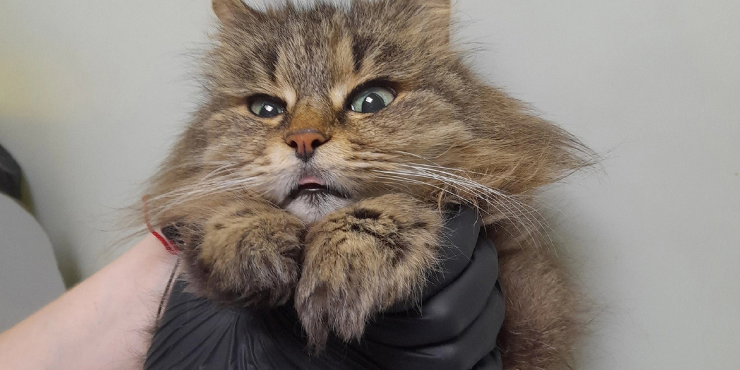 Фросеньке нужна операция...