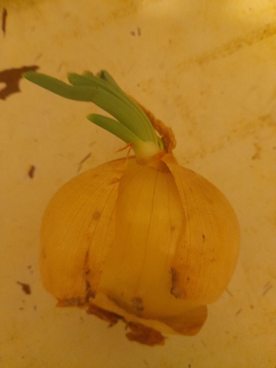 Покупной, порадовал зеленью