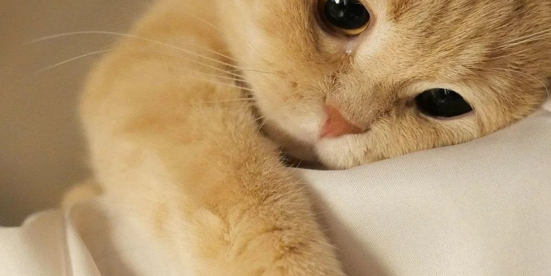 О, этот взгляд! 15 питомцев, которые овладели искусством гипноза