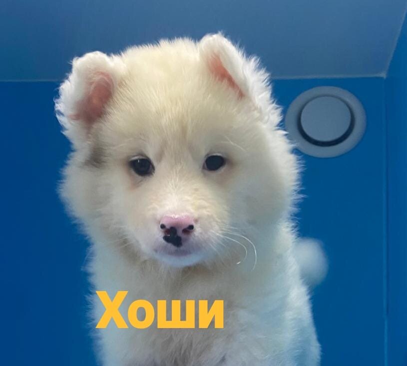 Якутята ппбж. Якутята ппбж. Якутята ппбж. Якутята ппбж. Якутята ппбж.