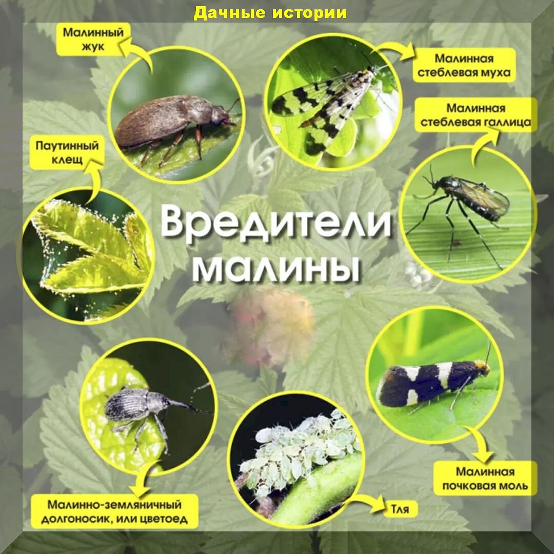 Первые апрельские хлопоты садовода и огородника: список самых важных дел,  которые нужно закончить в первой половине апреля | Дачные истории | Дзен