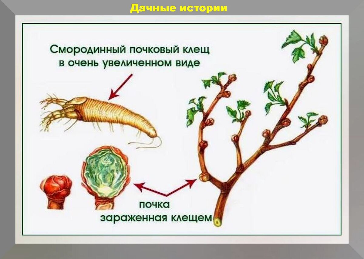 Первые апрельские хлопоты садовода и огородника: список самых важных дел,  которые нужно закончить в первой половине апреля | Дачные истории | Дзен