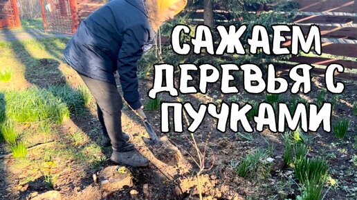 Счастливые денёчки семьи в белорусской деревне. Сажаем деревья. Что не выходной, то субботник.