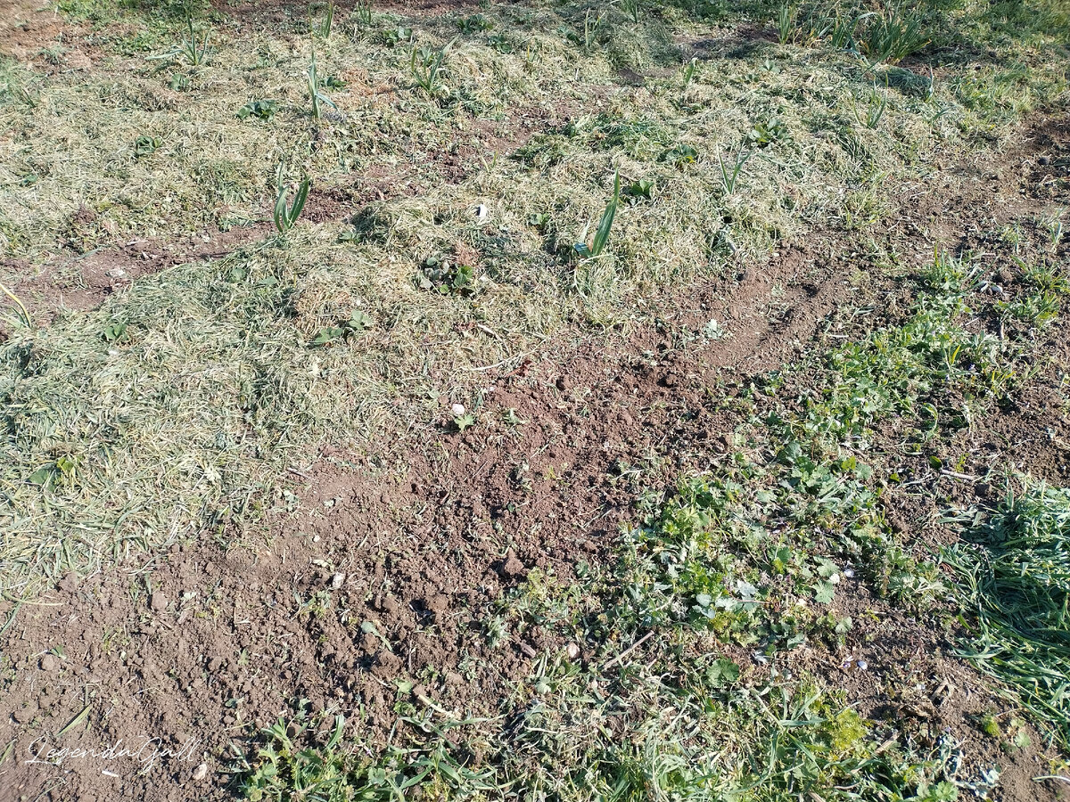 Да, покажу, как выглядит та тропинка, которую вчера мототяпкой пытались рыхлить. Ни о чем...