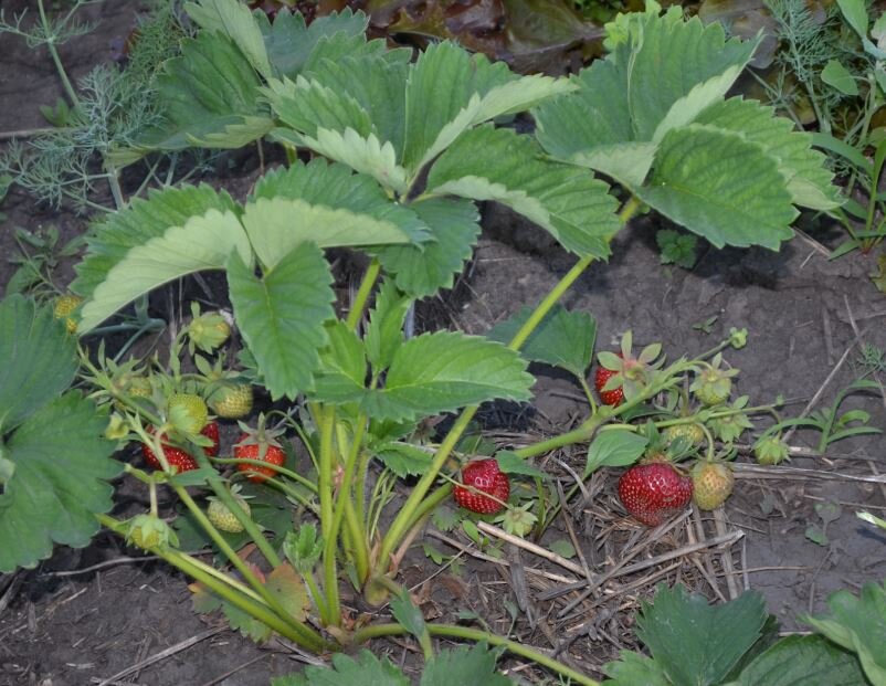 Земляника садовая