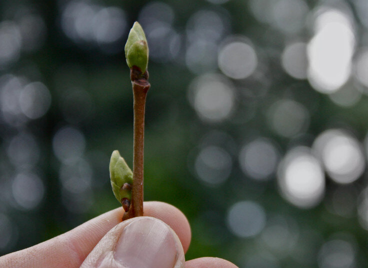 "Зеленый конус" - это когда почки лопнули, но листики не успели раскрыться