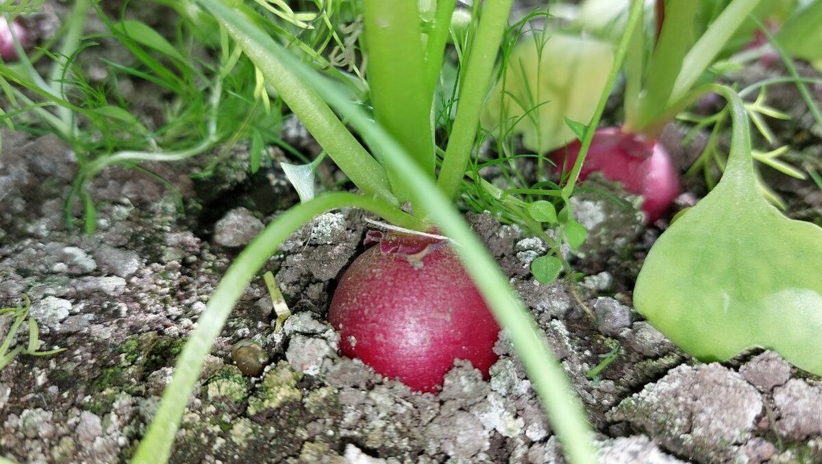 Редис