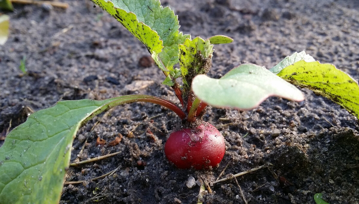Сорта редиса для посадки на подоконнике. Трава похожая на редиску. Редиска в теплице. Крестоцветная блошка на редисе. Редис на подоконнике.