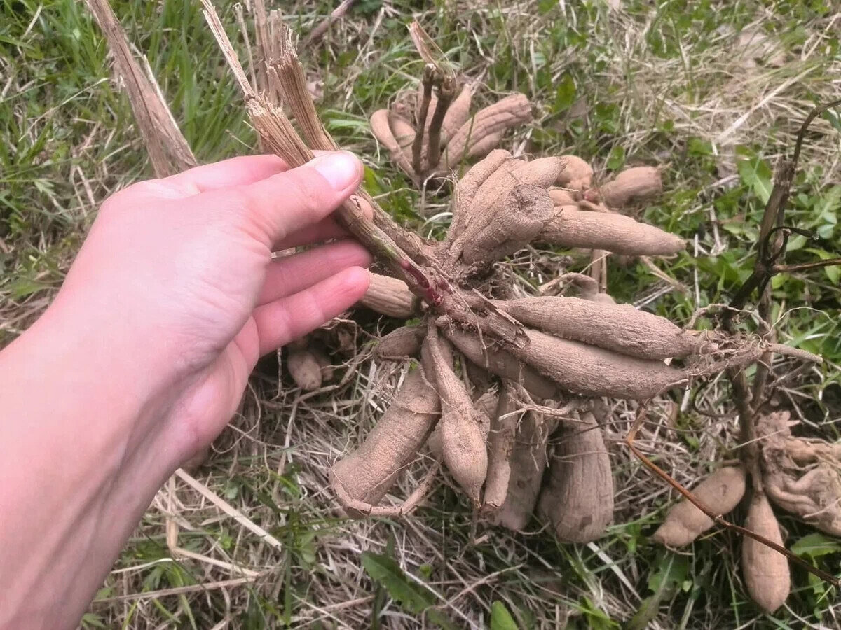 Клубни георгинов.