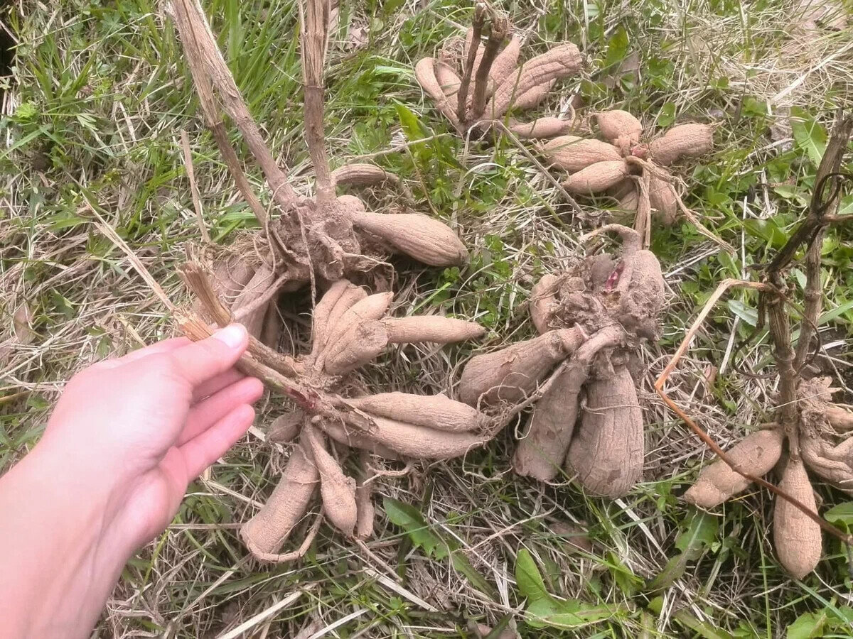 Вот такие георгины, хорошо перезимовали.