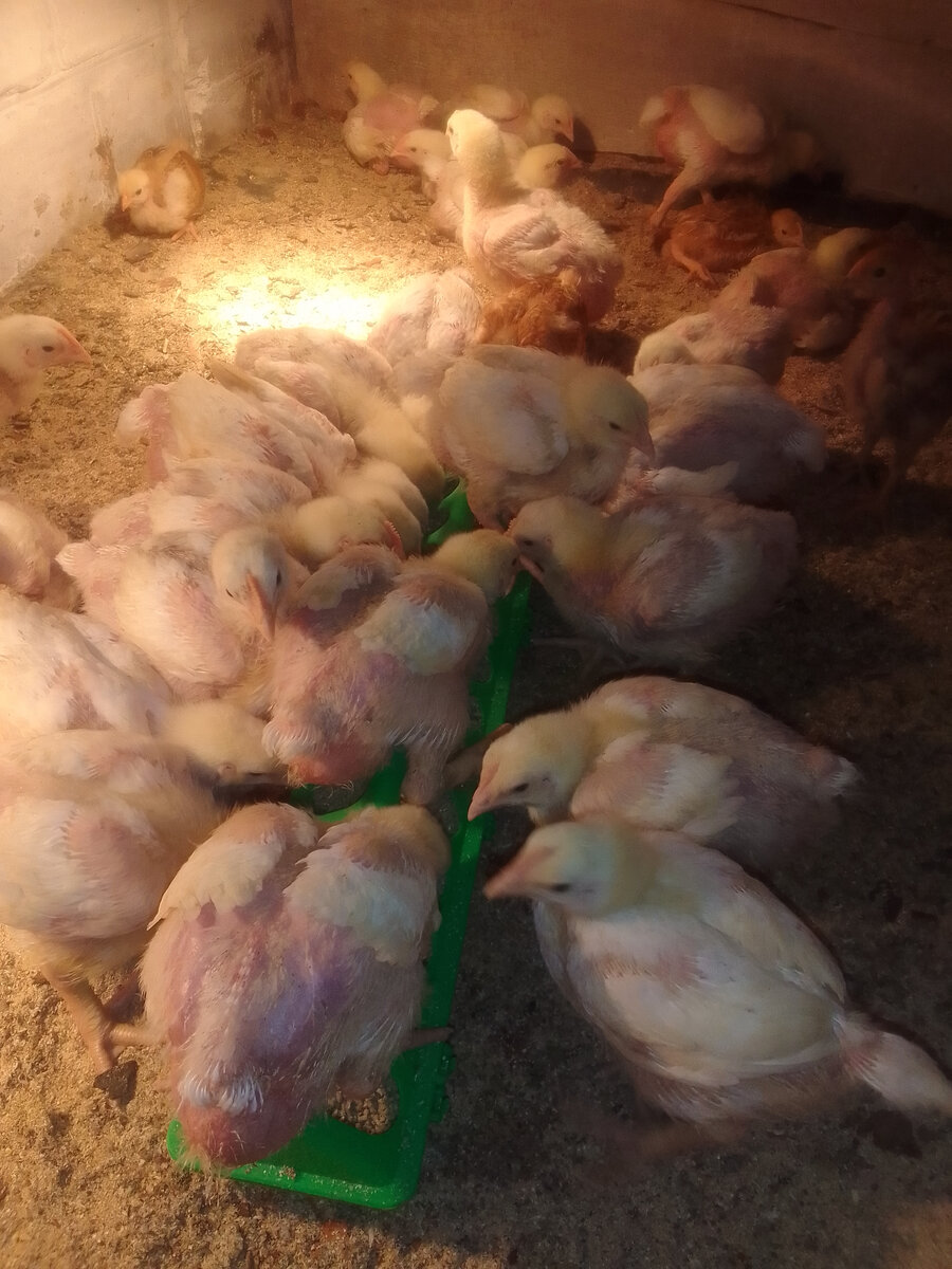 Корм подсыпала.