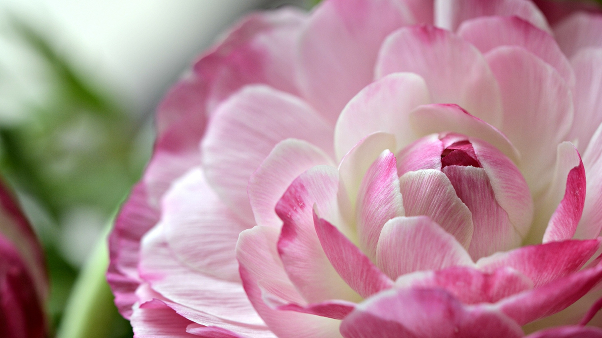 Картинка найдена на просторах интернета, ссылка: https://yandex.ru/images/search?from=tabbar&img_url=https%3A%2F%2Fkartinki.pics%2Fpics%2Fuploads%2Fposts%2F2022-07%2F1658735529_68-kartinkin-net-p-mak-pionovidnii-makhrovii-tsveti-krasivo-f-68.jpg&lr=103814&pos=1&rpt=simage&text=%D1%86%D0%B2%D0%B5%D1%82%D1%8B%20%D0%BA%D1%80%D1%83%D0%BF%D0%BD%D1%8B%D0%BC%20%D0%BF%D0%BB%D0%B0%D0%BD%D0%BE%D0%BC