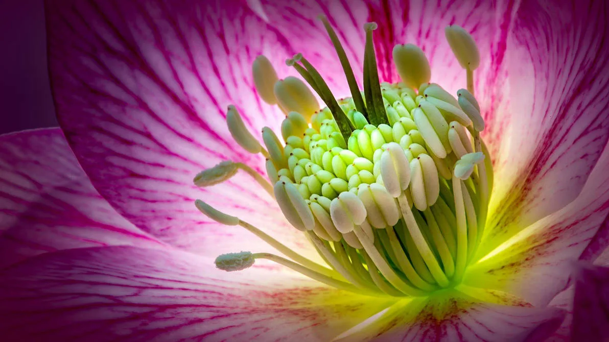 Картинка найдена на просторах интернета, ссылка: https://yandex.ru/images/search?from=tabbar&img_url=https%3A%2F%2Fimages-wixmp-ed30a86b8c4ca887773594c2.wixmp.com%2Ff%2F25a87e71-e2f7-40dd-b2e9-db65038791c9%2Fdfn41ls-f1474f81-34b8-4fd0-b87a-373a24fb51b2.jpg%2Fv1%2Ffill%2Fw_1192%2Ch_670%2Cq_70%2Cstrp%2Fit_s_beautiful__by_gxmaster2022_dfn41ls-pre.jpg%3Ftoken%3DeyJ0eXAiOiJKV1QiLCJhbGciOiJIUzI1NiJ9.eyJzdWIiOiJ1cm46YXBwOjdlMGQxODg5ODIyNjQzNzNhNWYwZDQxNWVhMGQyNmUwIiwiaXNzIjoidXJuOmFwcDo3ZTBkMTg4OTgyMjY0MzczYTVmMGQ0MTVlYTBkMjZlMCIsIm9iaiI6W1t7ImhlaWdodCI6Ijw9MTA4MCIsInBhdGgiOiJcL2ZcLzI1YTg3ZTcxLWUyZjctNDBkZC1iMmU5LWRiNjUwMzg3OTFjOVwvZGZuNDFscy1mMTQ3NGY4MS0zNGI4LTRmZDAtYjg3YS0zNzNhMjRmYjUxYjIuanBnIiwid2lkdGgiOiI8PTE5MjAifV1dLCJhdWQiOlsidXJuOnNlcnZpY2U6aW1hZ2Uub3BlcmF0aW9ucyJdfQ.RBL8W3efubGNbpMxKXpM3q-ZUMPlUdAx4Z8Ktm4LI2M&lr=103814&pos=0&rpt=simage&text=%D1%86%D0%B2%D0%B5%D1%82%D1%8B%20%D0%BA%D1%80%D1%83%D0%BF%D0%BD%D1%8B%D0%BC%20%D0%BF%D0%BB%D0%B0%D0%BD%D0%BE%D0%BC