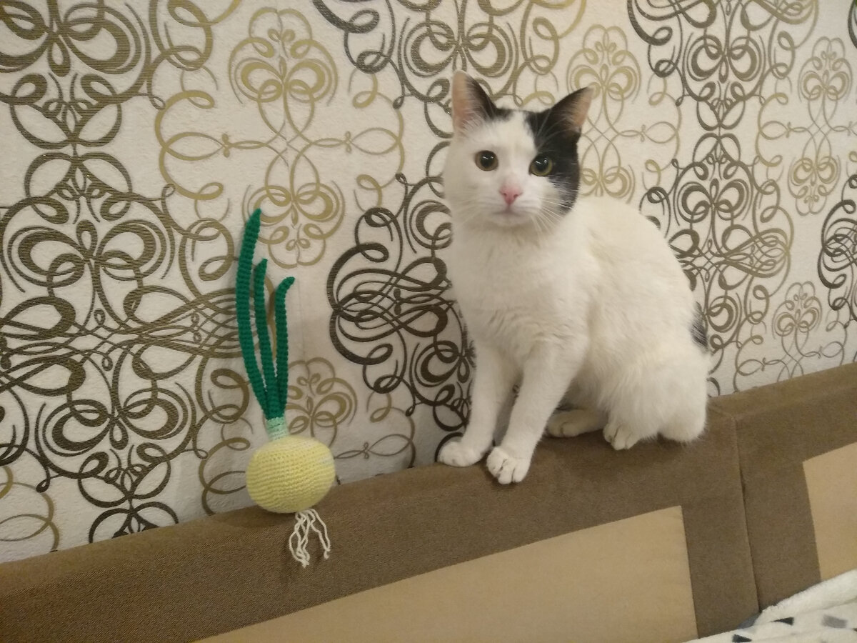 Лук сама вязала крючком. Кот раньше был моим, теперь родительский