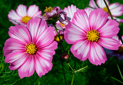 Картинка найдена на просторах интернета, ссылка: https://yandex.ru/images/search?from=tabbar&img_url=https%3A%2F%2Fwww.w-dog.ru%2Fwallpapers%2F11%2F10%2F482850646033970%2Fcvety-priroda-fon.jpg&lr=103814&ogl_url=https%3A%2F%2Fwww.w-dog.ru%2Fwallpapers%2F11%2F10%2F482850646033970%2Fcvety-priroda-fon.jpg&pos=17&rlt_url=https%3A%2F%2Fwww.ruscemena.ru%2Ffiles%2Fproduct%2F6198_2.jpg&rpt=simage&text=%D0%BF%D0%BE%D0%BB%D0%B5%D0%B2%D1%8B%D0%B5%20%D1%86%D0%B2%D0%B5%D1%82%D1%8B%20%D0%BA%D1%80%D1%83%D0%BF%D0%BD%D1%8B%D0%BC%20%D0%BF%D0%BB%D0%B0%D0%BD%D0%BE%D0%BC