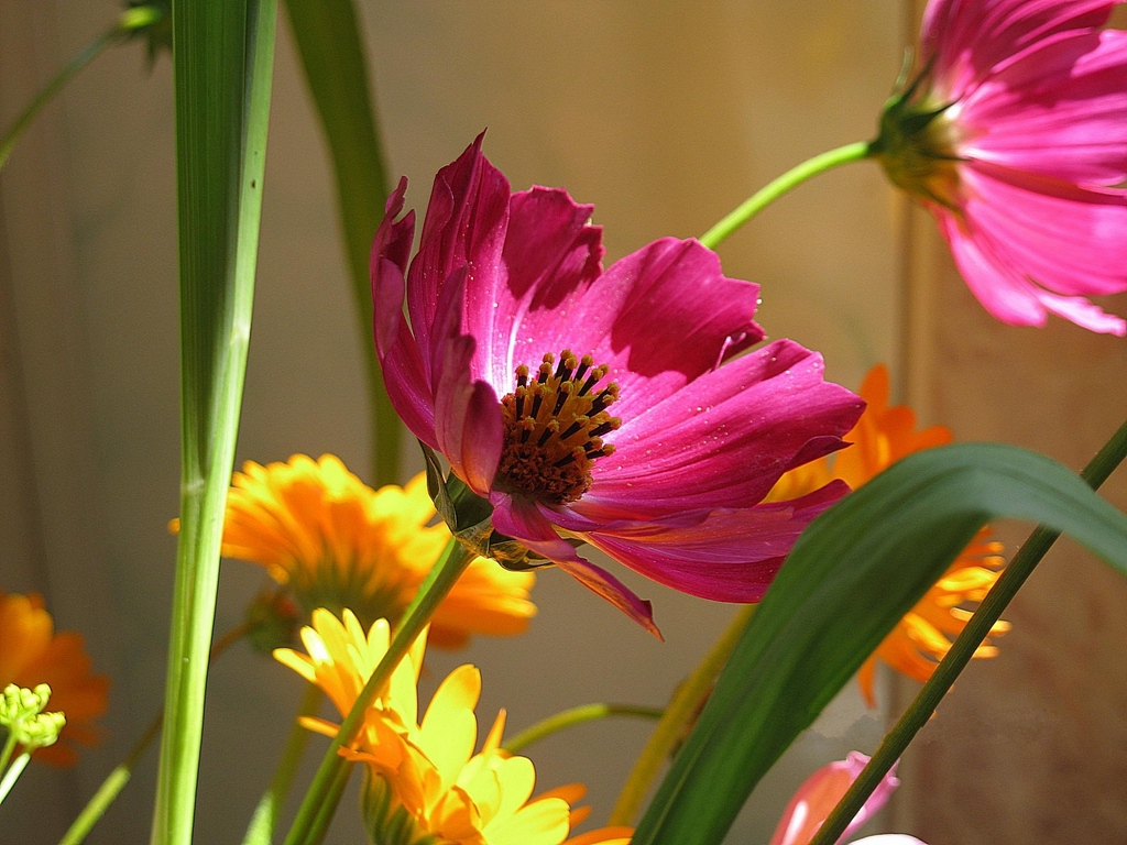 Картинка найдена на просторах интернета, ссылка: https://yandex.ru/images/search?from=tabbar&img_url=https%3A%2F%2Fwww.wallpaperflare.com%2Fstatic%2F602%2F207%2F711%2Fkosmeya-bouquet-flowers-herbs-wallpaper.jpg&lr=103814&p=3&pos=21&rpt=simage&text=%D0%BF%D0%BE%D0%BB%D0%B5%D0%B2%D1%8B%D0%B5%20%D1%86%D0%B2%D0%B5%D1%82%D1%8B%20%D0%BA%D1%80%D1%83%D0%BF%D0%BD%D1%8B%D0%BC%20%D0%BF%D0%BB%D0%B0%D0%BD%D0%BE%D0%BC