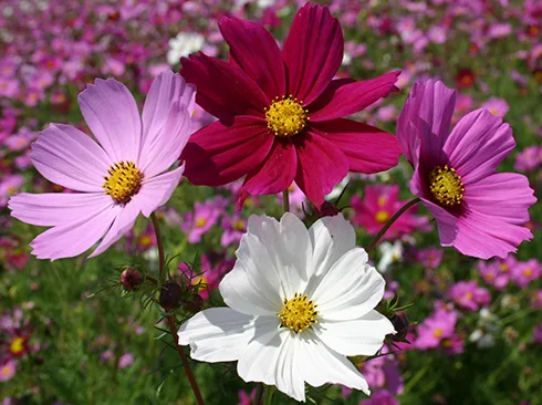 Картинка найдена на просторах интернета, ссылка: https://yandex.ru/images/search?from=tabbar&img_url=https%3A%2F%2Fwww.w-dog.ru%2Fwallpapers%2F11%2F10%2F482850646033970%2Fcvety-priroda-fon.jpg&lr=103814&ogl_url=https%3A%2F%2Fwww.w-dog.ru%2Fwallpapers%2F11%2F10%2F482850646033970%2Fcvety-priroda-fon.jpg&pos=17&rlt_url=https%3A%2F%2Fdobrodar.ua%2Fuploads%2Ffiles%2FProducts%2FProduct_images_39388%2F16a2a1.jpg&rpt=simage&text=%D0%BF%D0%BE%D0%BB%D0%B5%D0%B2%D1%8B%D0%B5%20%D1%86%D0%B2%D0%B5%D1%82%D1%8B%20%D0%BA%D1%80%D1%83%D0%BF%D0%BD%D1%8B%D0%BC%20%D0%BF%D0%BB%D0%B0%D0%BD%D0%BE%D0%BC