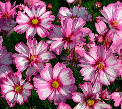 Картинка найдена на просторах интернета, ссылка: https://yandex.ru/images/search?from=tabbar&img_url=https%3A%2F%2Fwww.w-dog.ru%2Fwallpapers%2F11%2F10%2F482850646033970%2Fcvety-priroda-fon.jpg&lr=103814&ogl_url=https%3A%2F%2Fwww.w-dog.ru%2Fwallpapers%2F11%2F10%2F482850646033970%2Fcvety-priroda-fon.jpg&pos=17&rlt_url=https%3A%2F%2Fwww.ruscemena.ru%2Ffiles%2Fproduct%2F9280_2.jpg&rpt=simage&text=%D0%BF%D0%BE%D0%BB%D0%B5%D0%B2%D1%8B%D0%B5%20%D1%86%D0%B2%D0%B5%D1%82%D1%8B%20%D0%BA%D1%80%D1%83%D0%BF%D0%BD%D1%8B%D0%BC%20%D0%BF%D0%BB%D0%B0%D0%BD%D0%BE%D0%BC