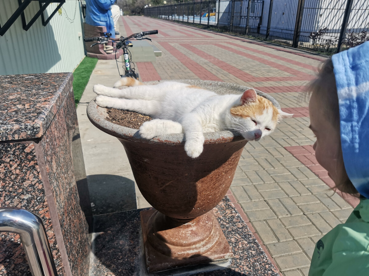 Кот греется на солнце и ему не печально.