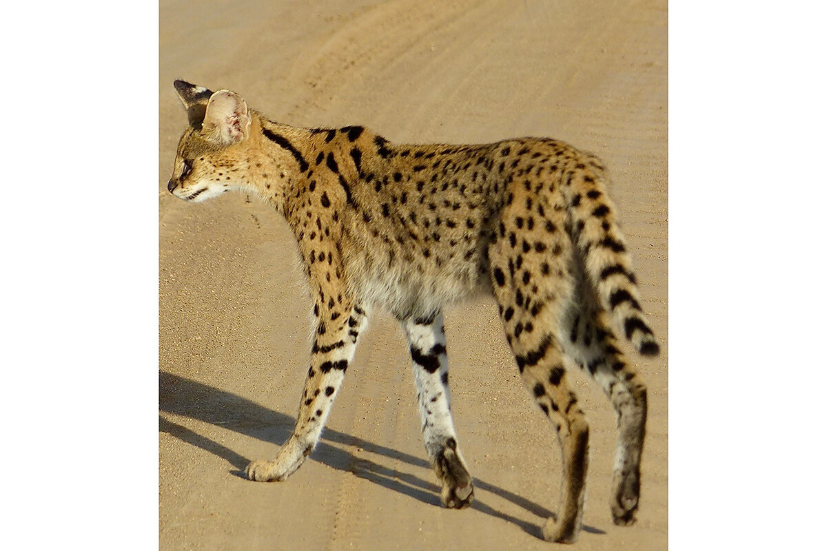 Bernard Dupont / Wikipedia📷Африканский сервал