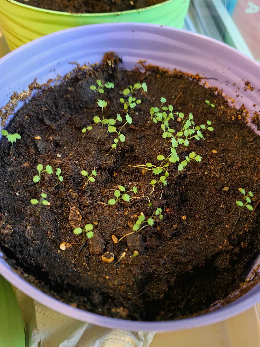 Траву в апреле хочется видеть за окном, а не свежий снег | От рака до ...