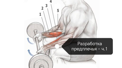 Разрабатываем предплечье: возвращаем естественные движения в руке, работаем над супинацией (растяжка пронаторов, усиление супинаторов)