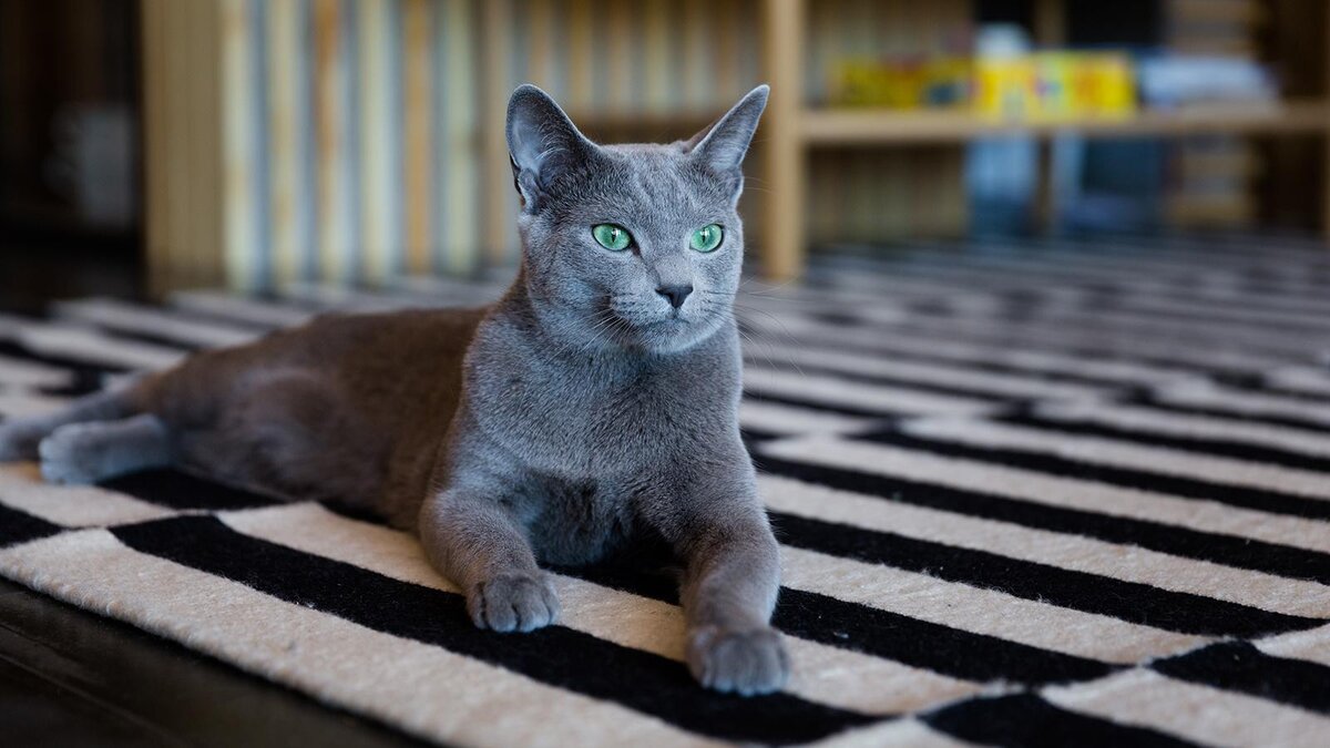    Shutterstock / Irina Borodovskaya