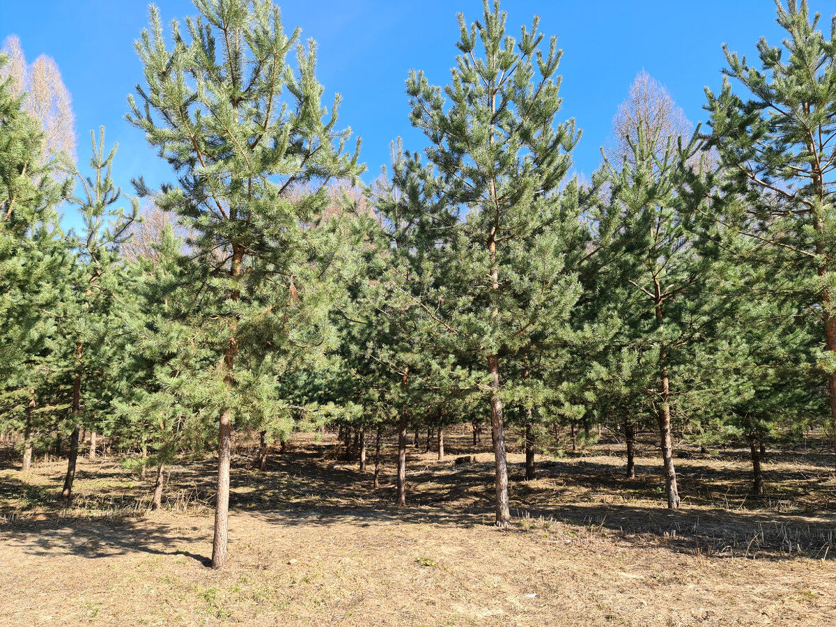 Весенний лес, фото автора