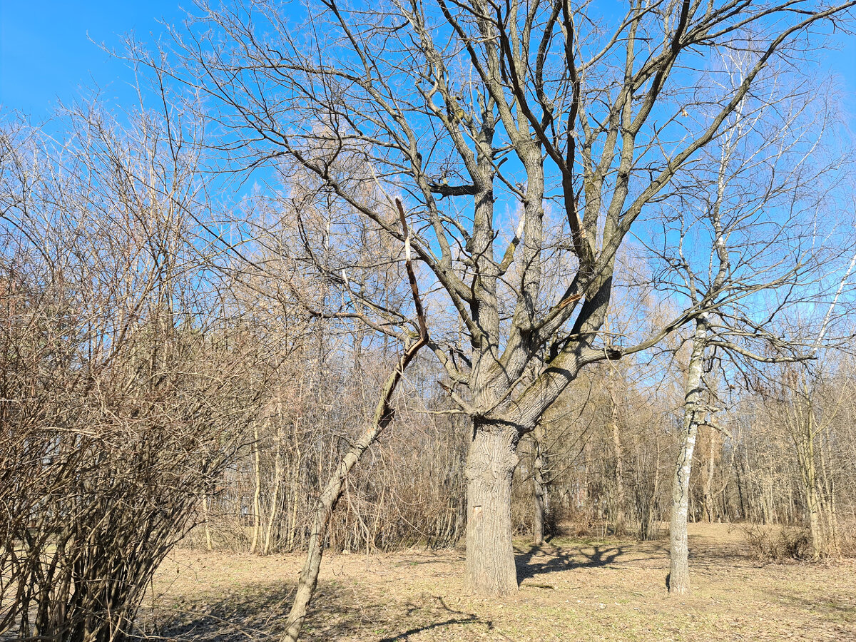 Весенний лес, фото автора