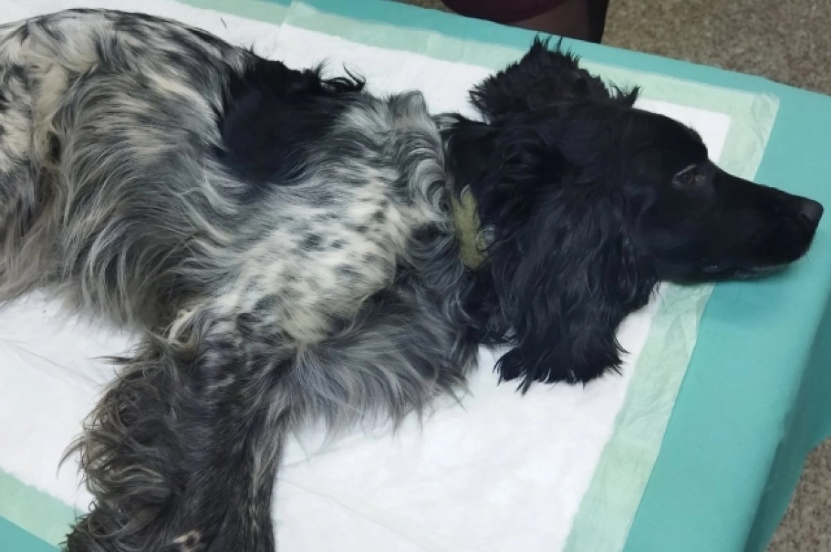 Ветврачи рассказали о состоянии собаки, выпавшей с 5 этажа в Прикамье ...