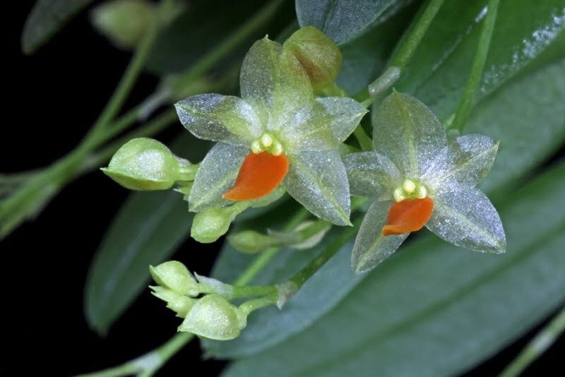 
В заповеднике Серро-Канделария на востоке Анд в Эквадоре еще недавно обнаружили орхидею рекордно маленького размера! Представляете, ее цветки размером всего 2,1 мм в диаметре, украшены тонкими прозрачными лепестками, каждый толщиной в одну клетку. Это действительно необычно!
А когда американский ботаник Лу Джост изучал эту орхидею, он выяснил, что она принадлежит роду Platystele, включающему в себя 95 видов миниатюрных цветов.
История находки этого цветка тоже очень интересна: он был обнаружен случайно, когда американец, исследуя другое растение, заметил орхидею среди корней. После этого все ботаники принялись изучать этот уникальный цветок, забыв об остальных растениях, которые были целью их экспедиции.
До этого самой маленькой орхидеей считался вид Platystele jungermannioides, цветки которого имеют диаметр 2,5 мм. Их можно встретить в тропических лесах Мексики, Гватемалы, и на высоте от 200 до 1000 метров в Панаме.