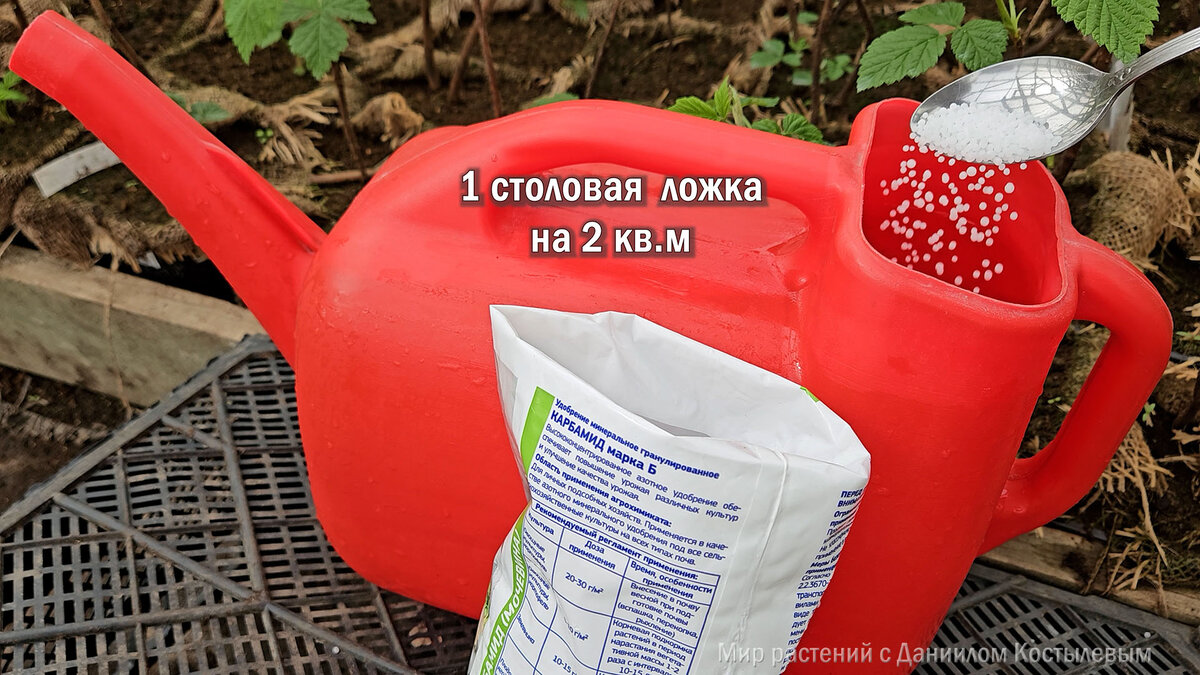 Мочевину удобно вносить с поливом, но только с середины мая (иллюстрация Костылева Д.А.)