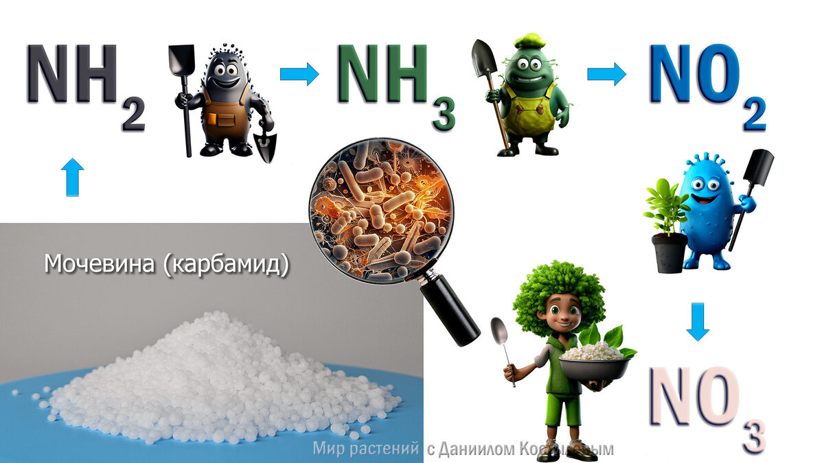 Превращение азота из мочевины в почве с помощью бактерий (иллюстрация Костылева Д.А.)